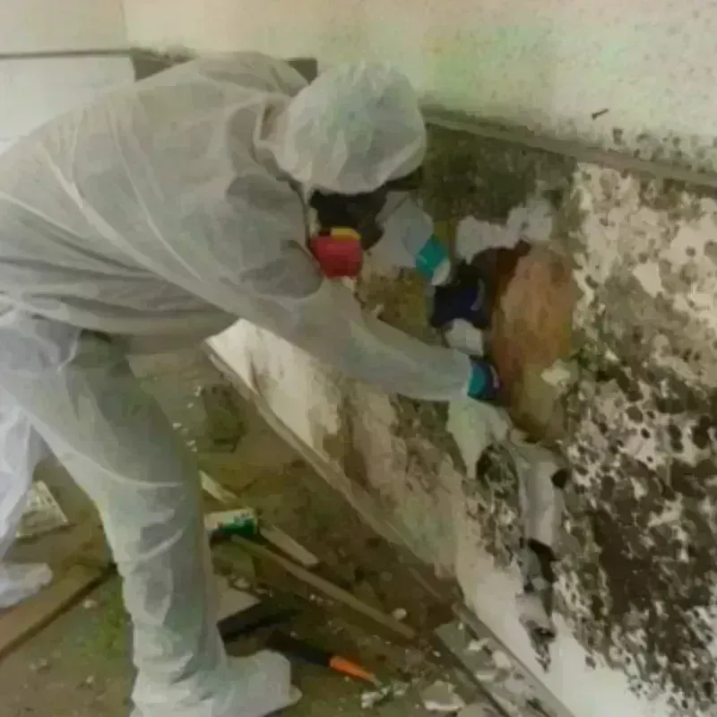 Mold Remediation and Removal in Syracuse, KS